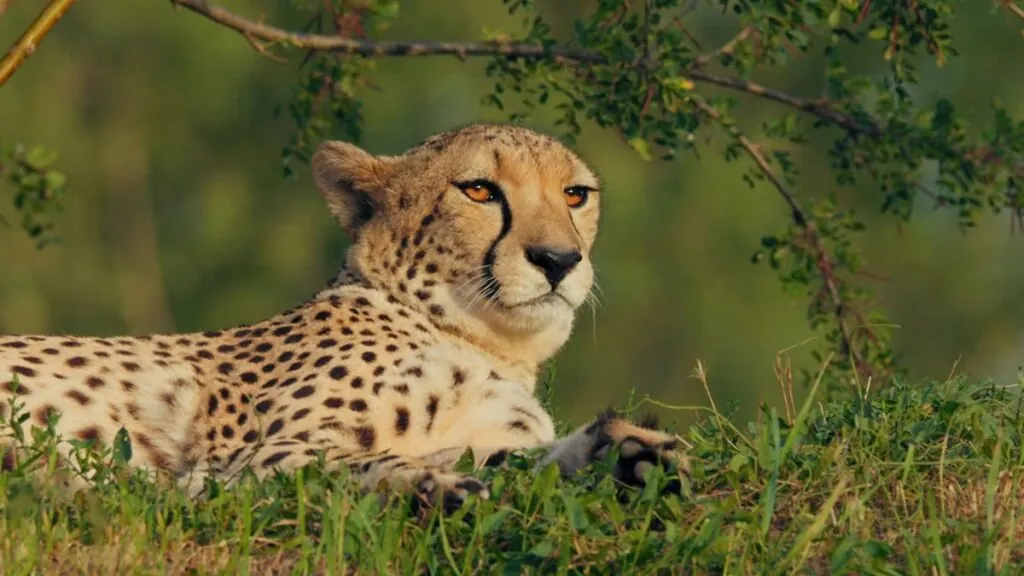 cheetah Threats to Survival