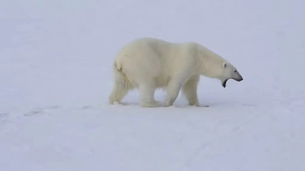 facts about Polar bears
