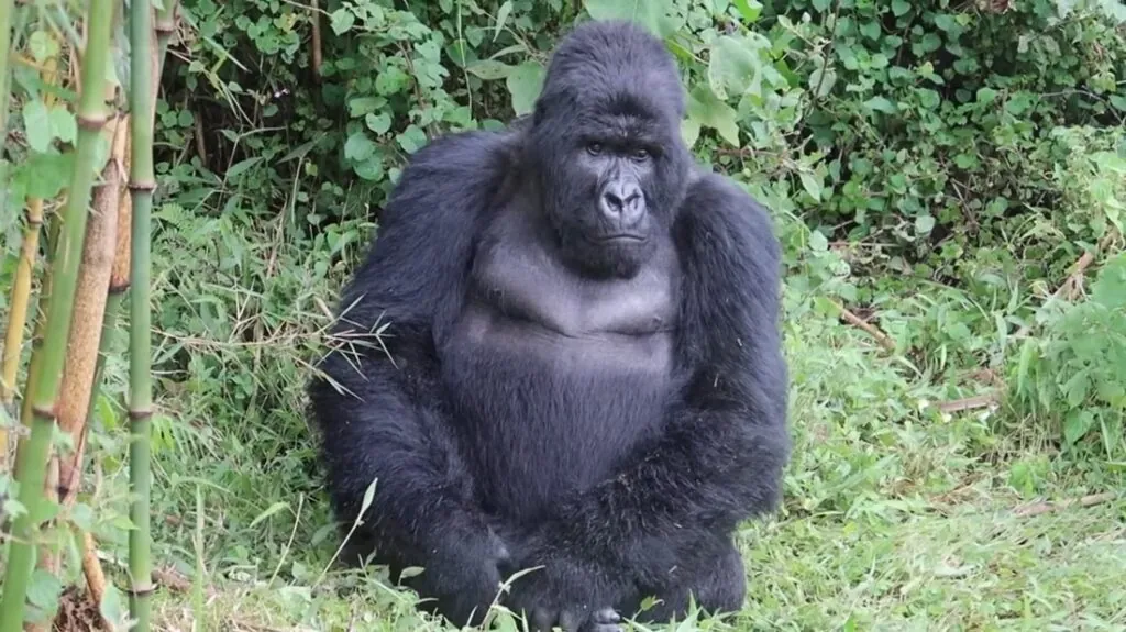 interesting facts about mountain gorillas