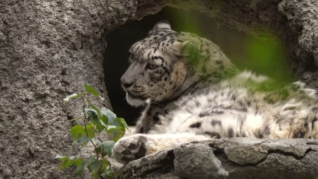 interesting facts about snow leopards