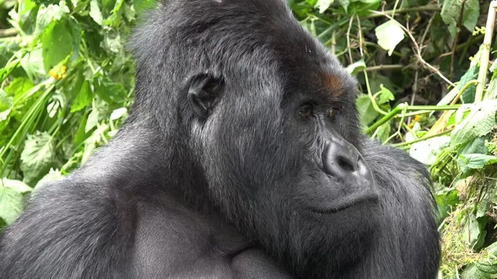 mountain gorillas diet-min