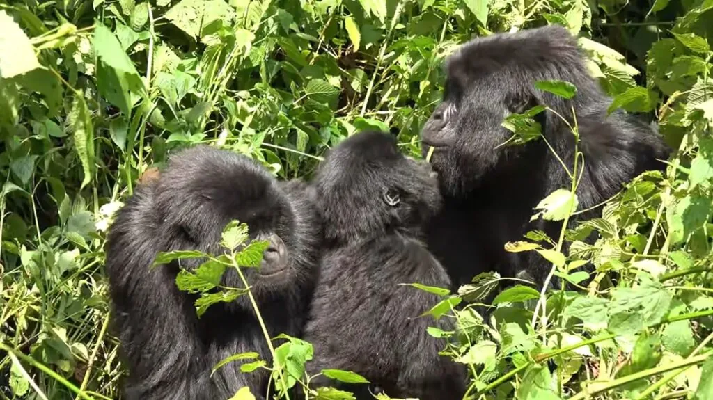 mountain gorillas facts for kids