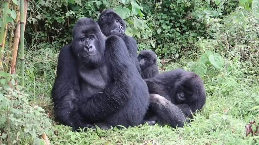 mountain gorillas fun facts