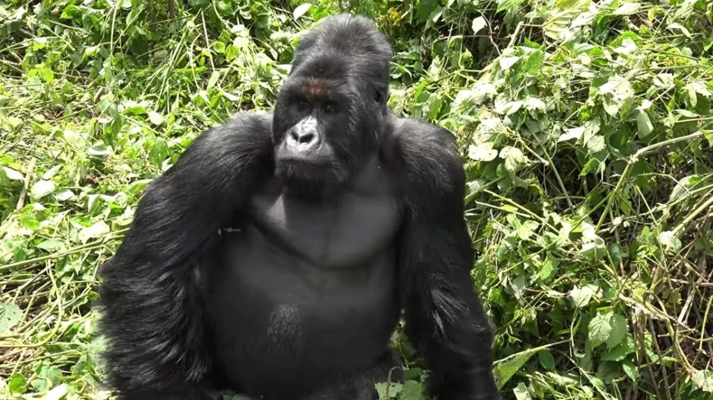 mountain gorillas pictures