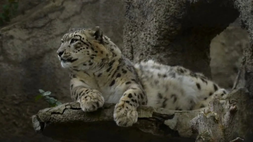 snow leopards habitat
