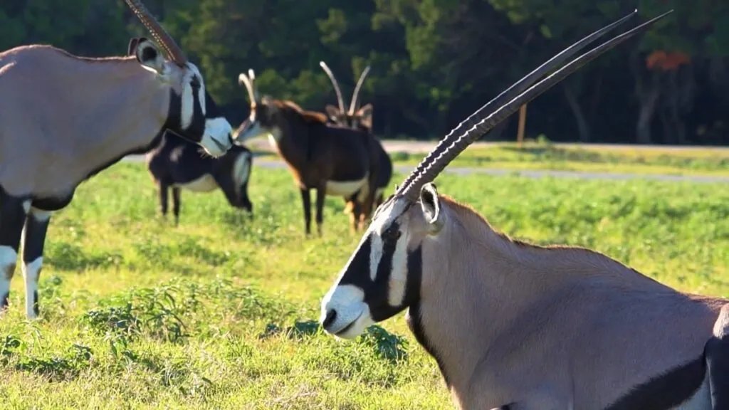 Addax Antelope photos