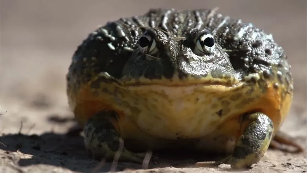 African Bullfrog photos