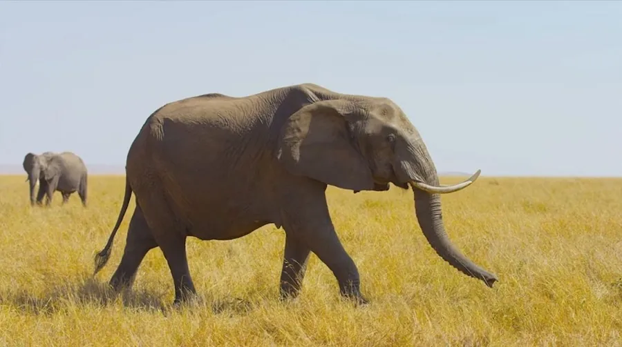 Elephant best hearing animals