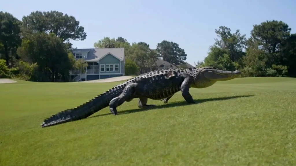 American Alligator