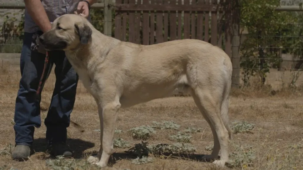 Anatolian Shepherd