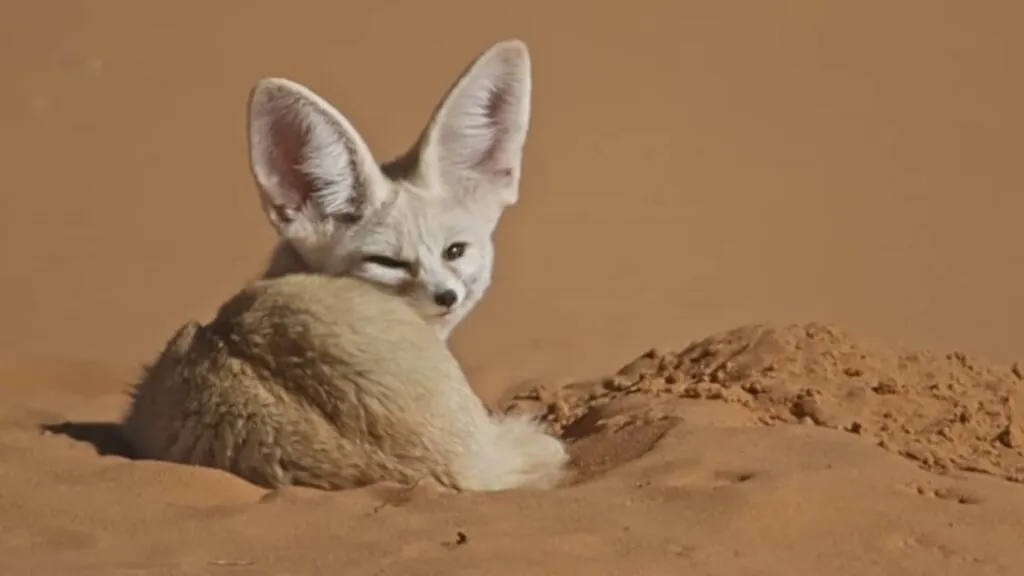 Fennec Fox photos