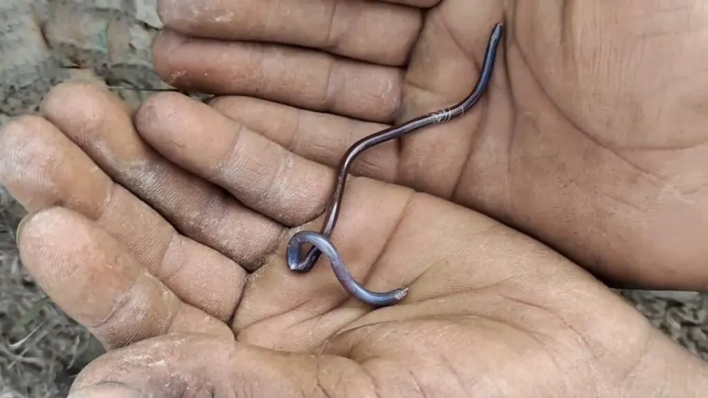 Barbados Threadsnake smallest snake in the world