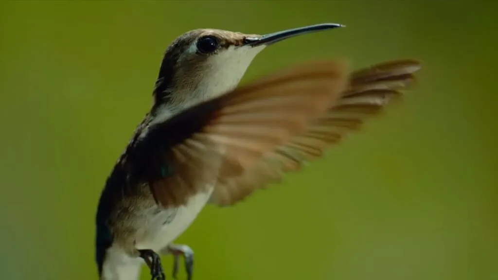 Bee Hummingbird - smallest bird in the world