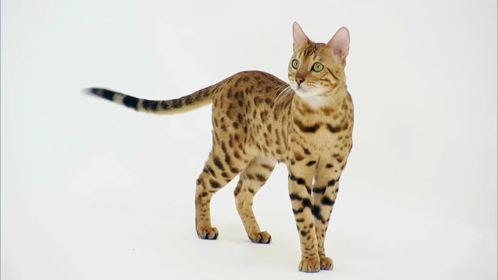 Bengal cats - cutest cats in the world