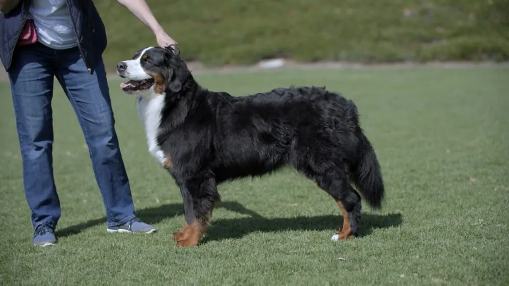 Bernese Mountain Dog - Big Dog Breeds in the World