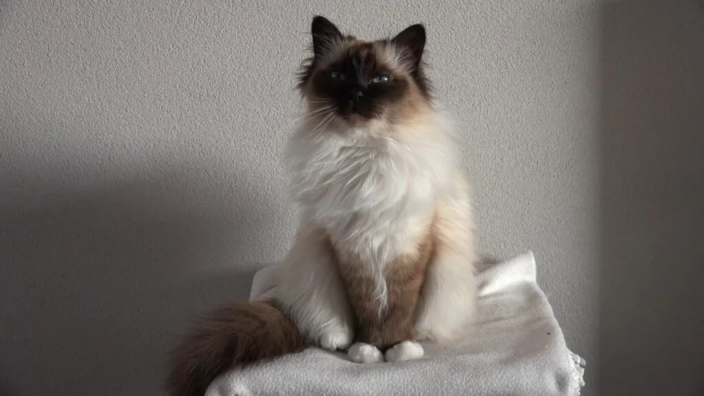 Birman cats - cutest cats in the world-min