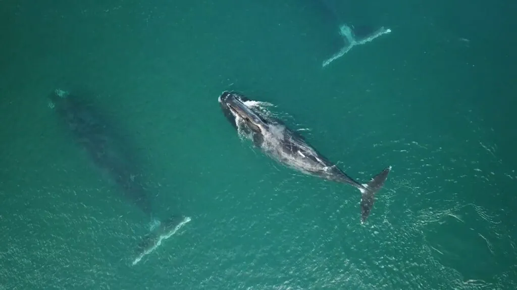 Bowhead Whale - longest living animals