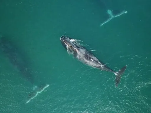 Bowhead Whale - longest living animals