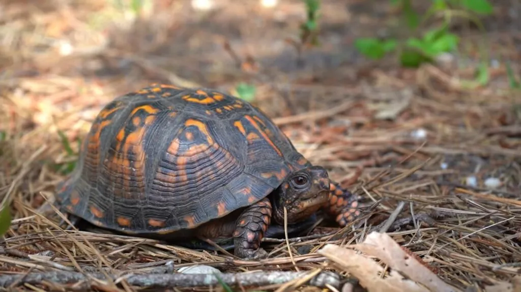 Box Turtles - Animals That Hibernate