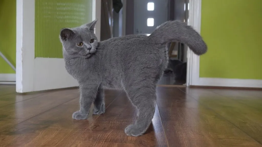 British Shorthair cat