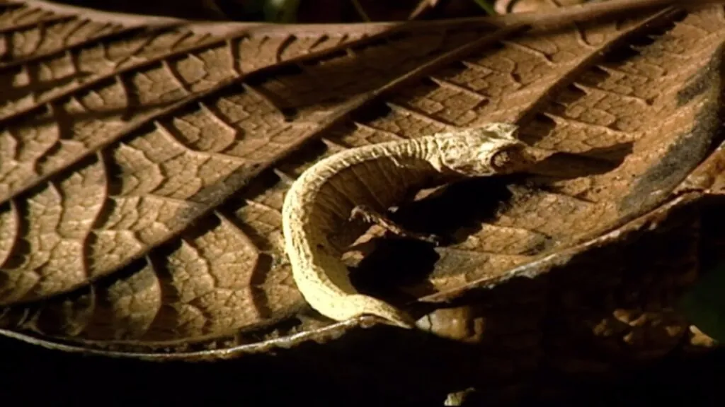 Brookesia Micra Chameleon - Smallest Animals in the World