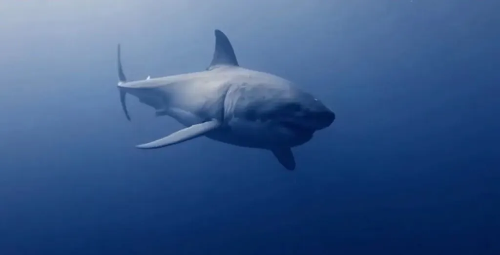 Bull Shark - Top 10 Animals with the Strongest Bite Force