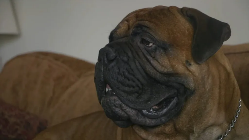 Bullmastiff photos - top 10 dangerous dogs