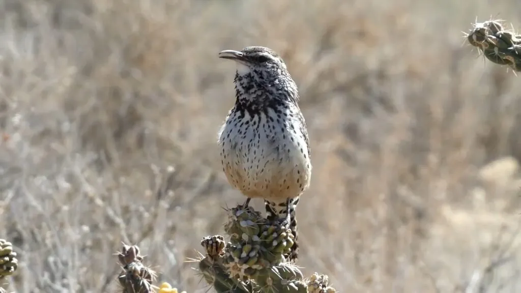 Cactus Wren photos