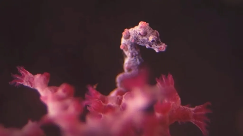 Denise’s Pygmy Seahorse - Smallest Animals in the World