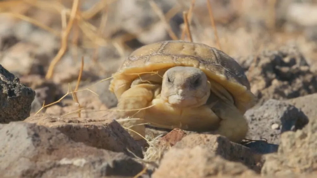 Desert Tortoise photos - desert animals list