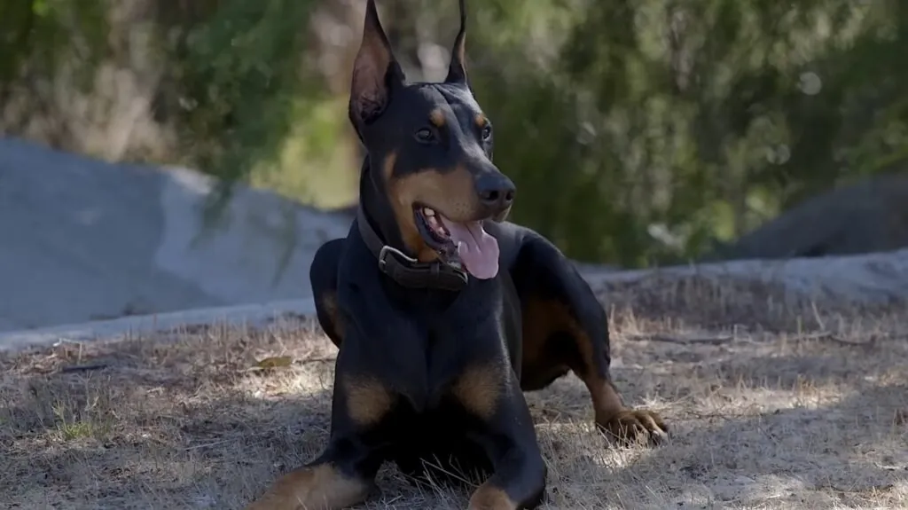 Doberman Pinscher photos - top 10 dangerous dogs