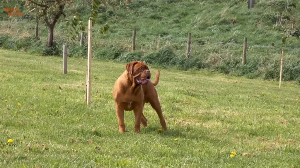 Dogue de Bordeaux