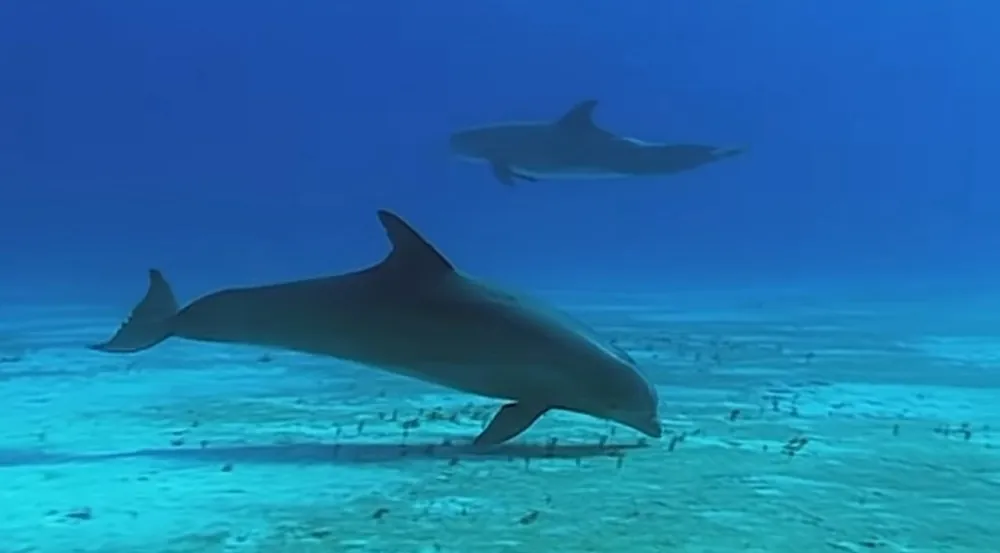 Dolphins