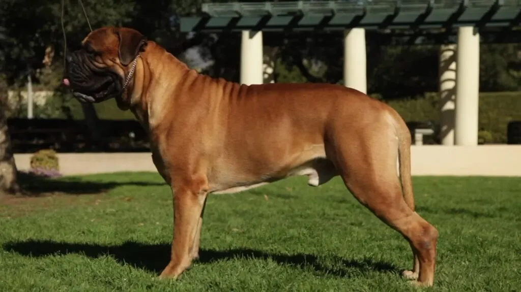 English Mastiff - Big Dog Breeds in the World -