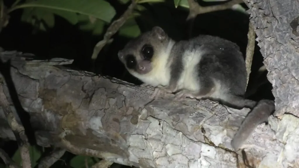 Fat-Tailed Dwarf Lemurs