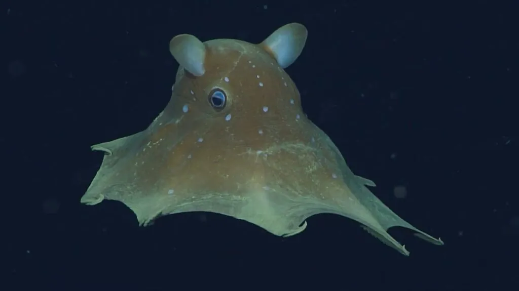 Flapjack Octopus - one of the cute animals