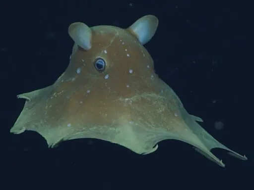 Flapjack Octopus - one of the cute animals