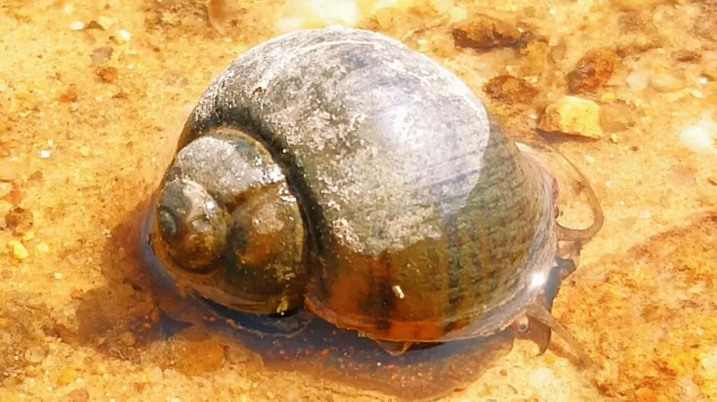 Freshwater Snails - top 10 most dangerous animals in the world