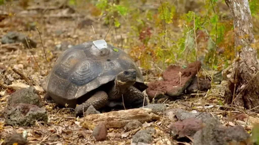 Galapagos Giant Tortoise