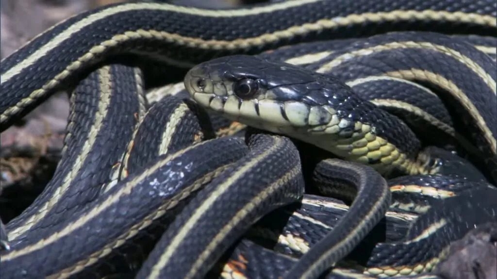 Garter Snakes - Animals That Hibernate