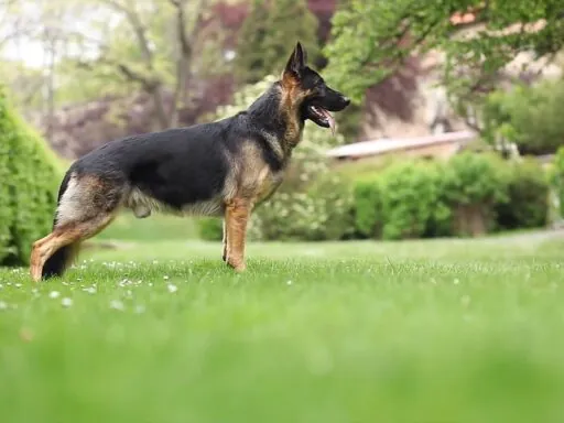 German Shepherd photos - top 10 dangerous dogs