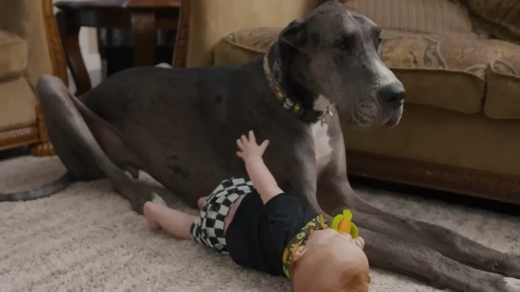 Great Dane - Big Dog Breeds in the World