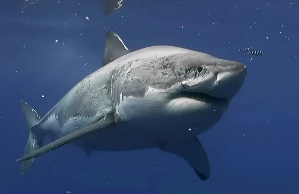 Great White Sharks appearance