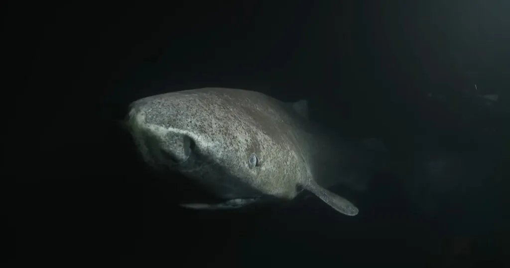 Greenland Shark - longest living animals