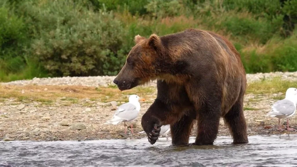 Grizzly Bear pictures - Strongest Animals in the World