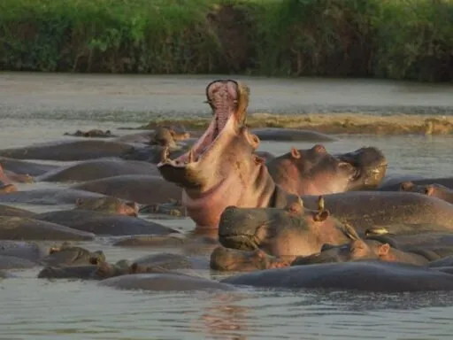 Hippopotamus photos - top 10 scary animals