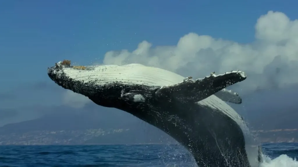 Humpback Whales