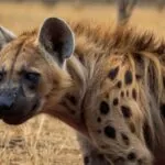 Hyena photo