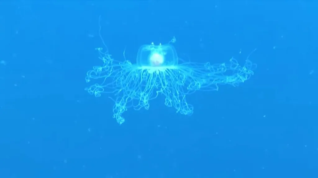 Immortal Jellyfish - longest living animals