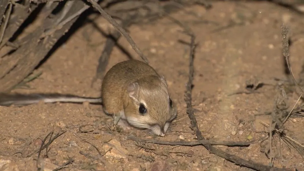 Kangaroo Rat photos - desert animals list